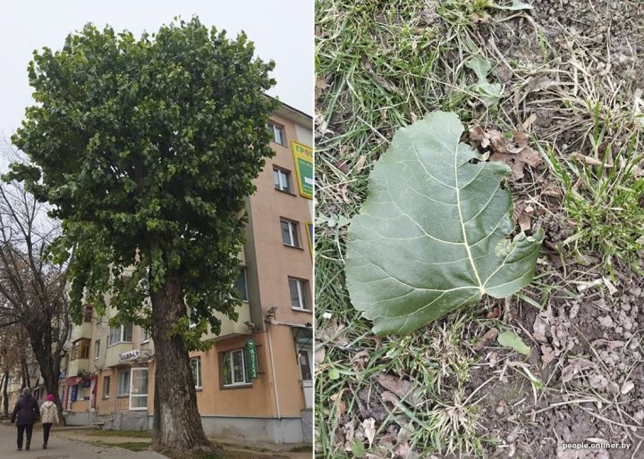 В Беларуси появилось дерево, которое упорно не желает желтеть