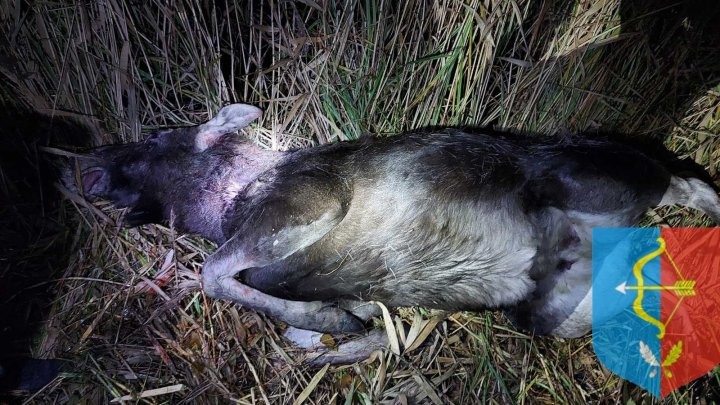 Браконьер застрелил беременную лосиху в Дрогичинском районе. Опубликованы фото