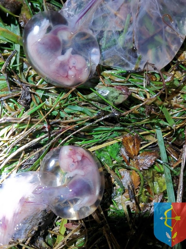 Браконьер застрелил беременную лосиху в Дрогичинском районе. Опубликованы фото