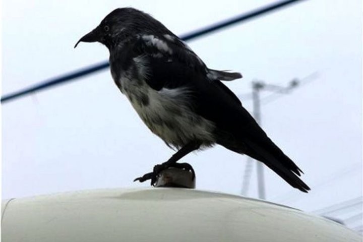 На площадке детского сада в Кобрине заметили грача-альбиноса, не растерялись и сфотографировали редкое пернатое