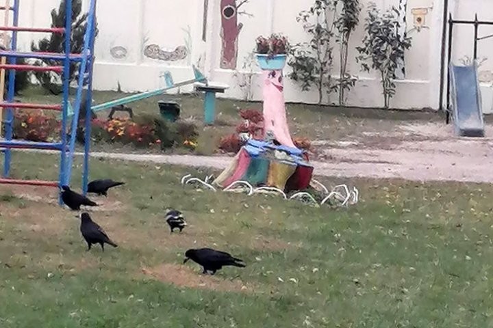 На площадке детского сада в Кобрине заметили грача-альбиноса, не растерялись и сфотографировали редкое пернатое