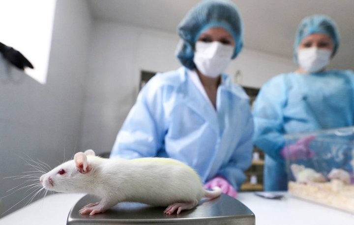 Белорусскую вакцину от COVID-19 уже испытали на мышах. Где и как ее будут производить