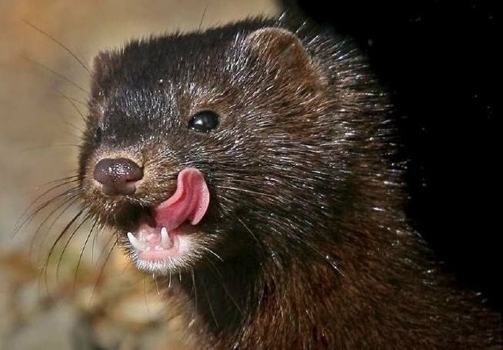 Фото из открытых источник (иллюстративное)