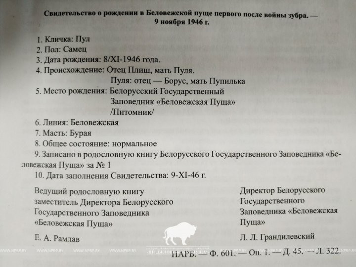 Первый зубр после истребления родился в беларусской части Беловежской пущи 75 лет назад