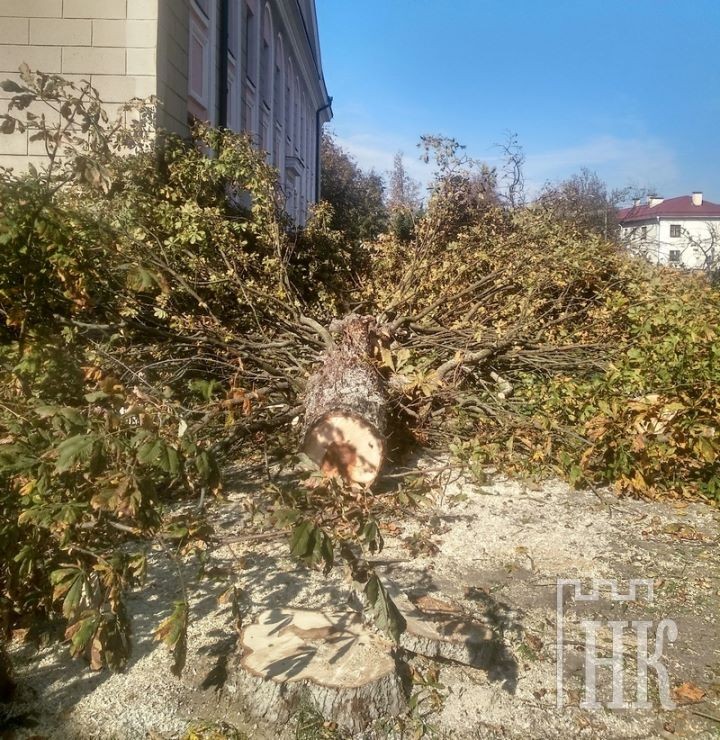 У здания районо в Каменце спилили около полутора десятка деревьев