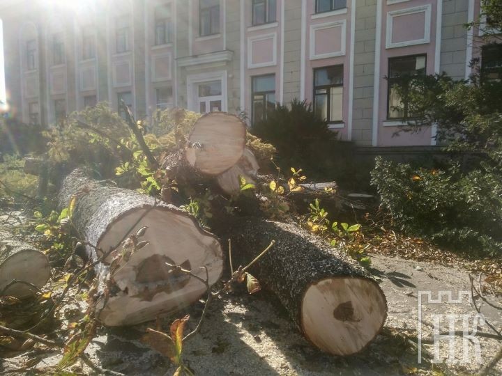 У здания районо в Каменце спилили около полутора десятка деревьев