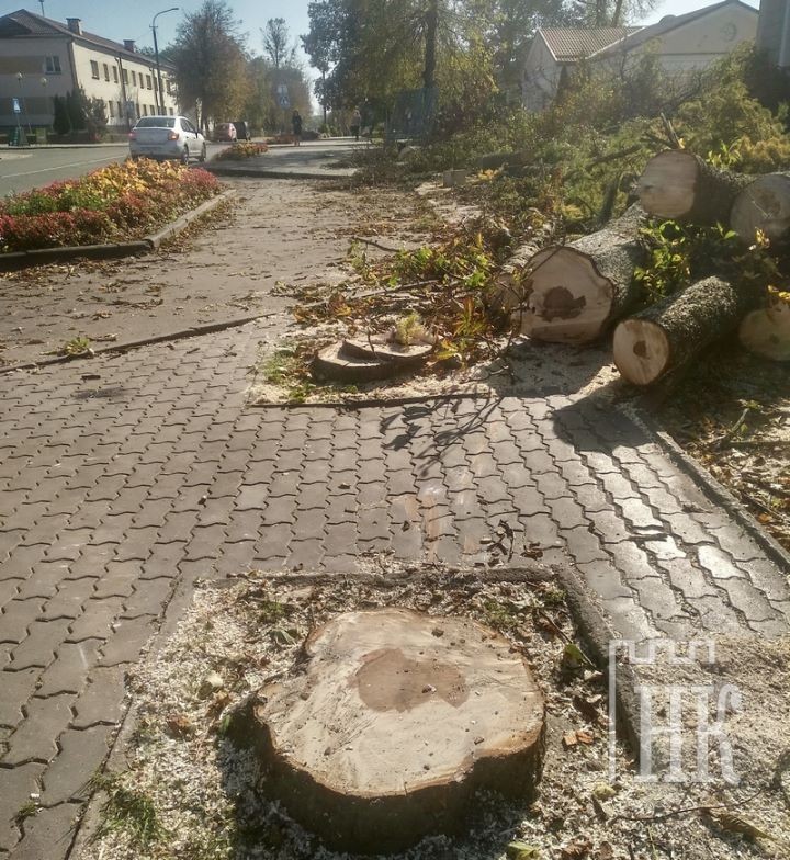 У здания районо в Каменце спилили около полутора десятка деревьев