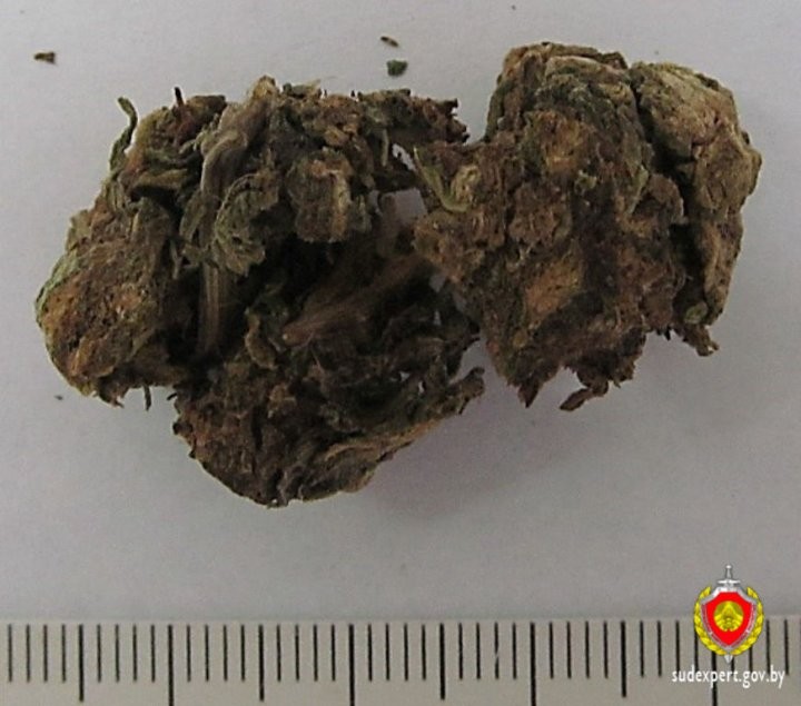 Распространителя марихуаны задержали с поличным в Бресте