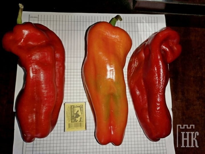 Хозяйка из Каменца удивила размерами болгарского перца