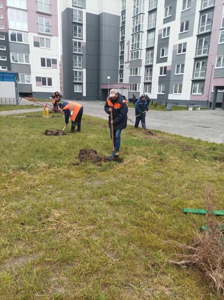 В Бресте высадили спиреи, барбарис и форзиции