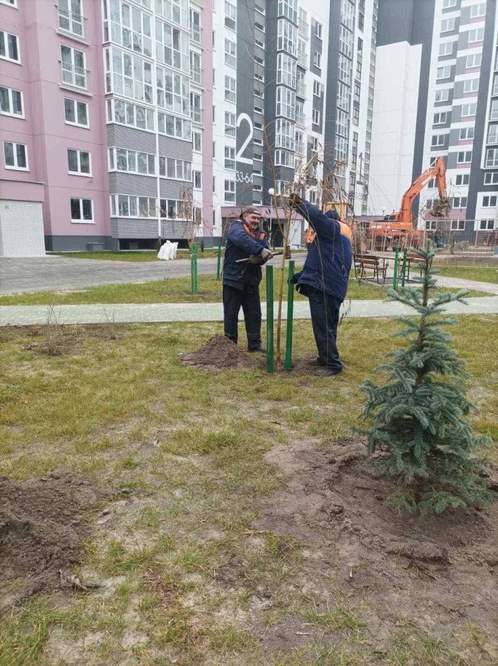 В Бресте высадили спиреи, барбарис и форзиции