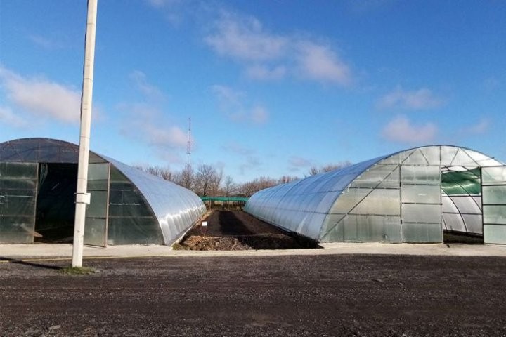 В питомнике Кобринского ЖКХ растят плантацию новогодних деревьев и других декоративных растений