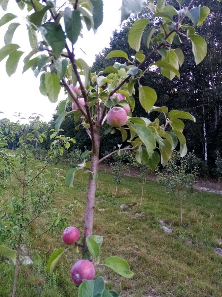 В питомнике Кобринского ЖКХ растят плантацию новогодних деревьев и других декоративных растений