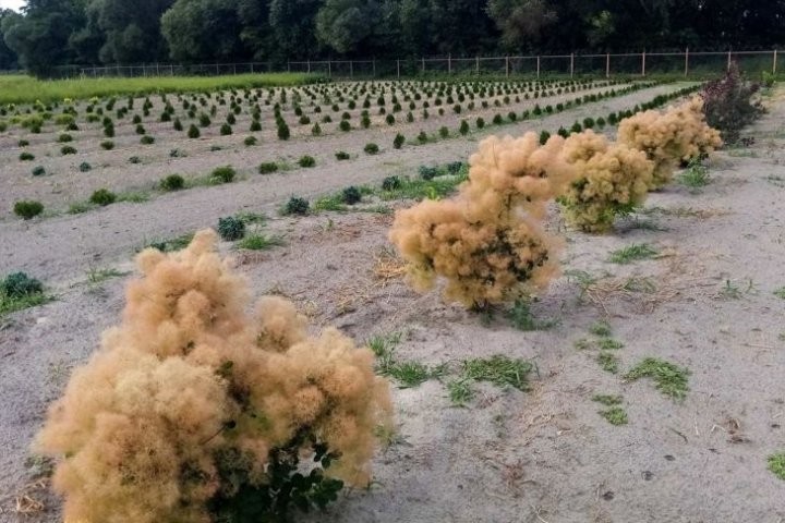 В питомнике Кобринского ЖКХ растят плантацию новогодних деревьев и других декоративных растений
