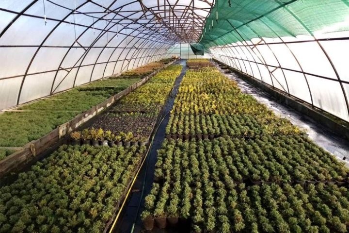 В питомнике Кобринского ЖКХ растят плантацию новогодних деревьев и других декоративных растений