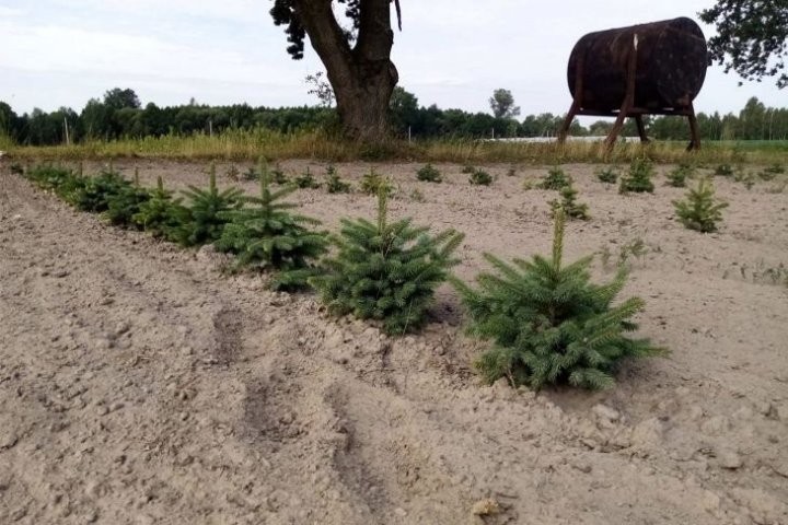 В питомнике Кобринского ЖКХ растят плантацию новогодних деревьев и других декоративных растений