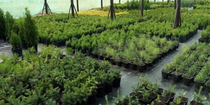 В питомнике Кобринского ЖКХ растят плантацию новогодних деревьев и других декоративных растений