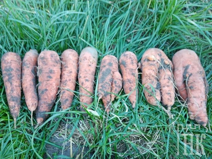 Небывалый урожай моркови собирают в Каменецком районе