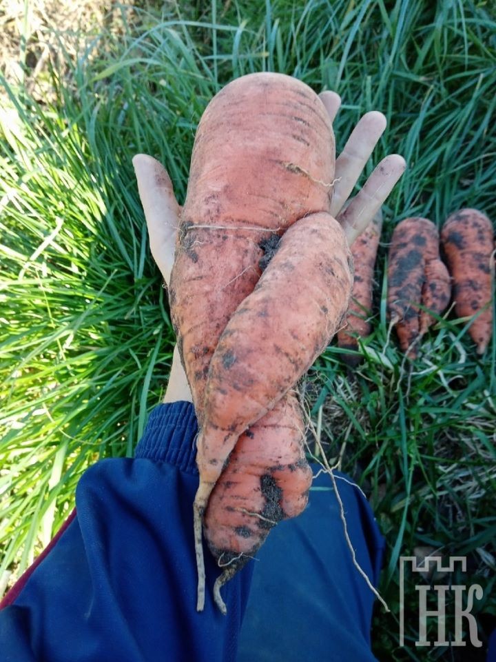 Небывалый урожай моркови собирают в Каменецком районе
