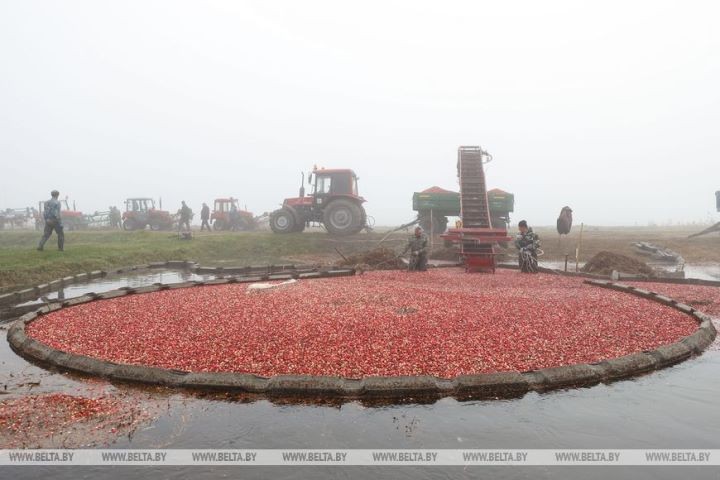 Уборка клюквы на плантациях Полесья