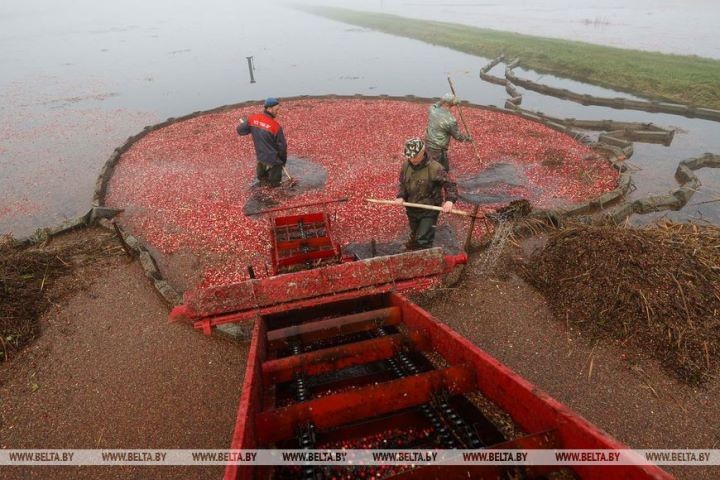 Уборка клюквы на плантациях Полесья