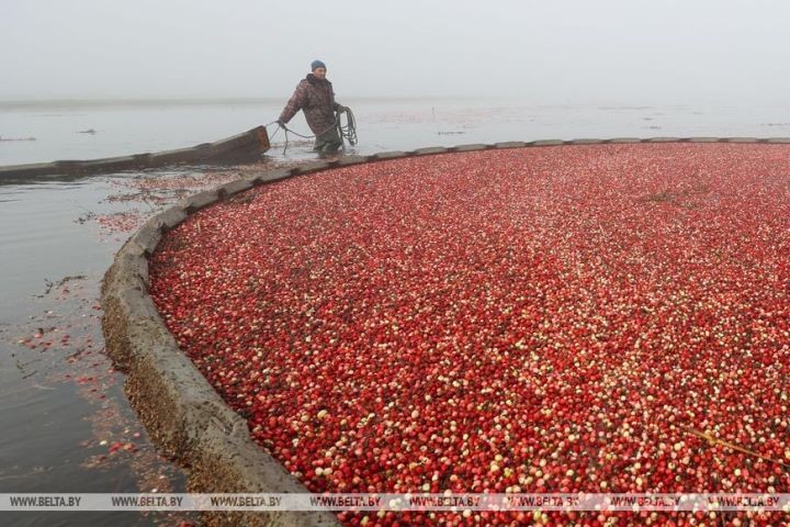 Уборка клюквы на плантациях Полесья
