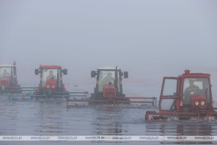 Уборка клюквы на плантациях Полесья