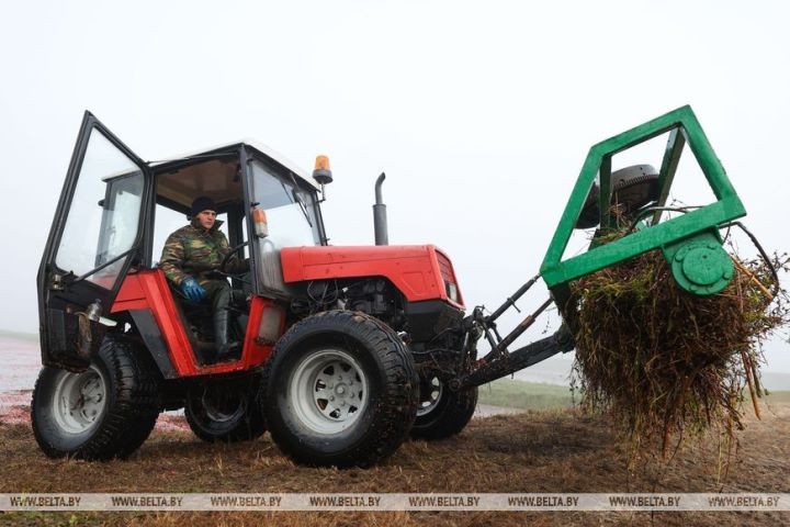 Уборка клюквы на плантациях Полесья