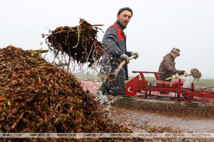 Уборка клюквы на плантациях Полесья