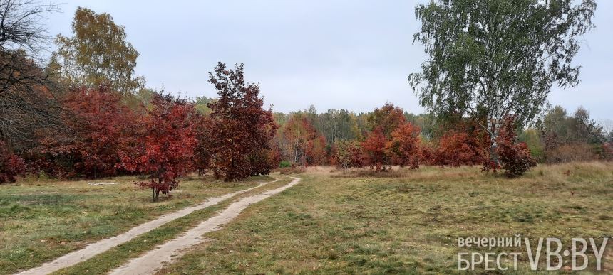 «Запретный» красный дуб благоухает по соседству с парком воинов-интернационалистов в Бресте
