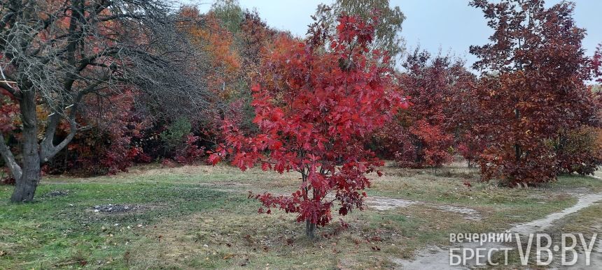 «Запретный» красный дуб благоухает по соседству с парком воинов-интернационалистов в Бресте