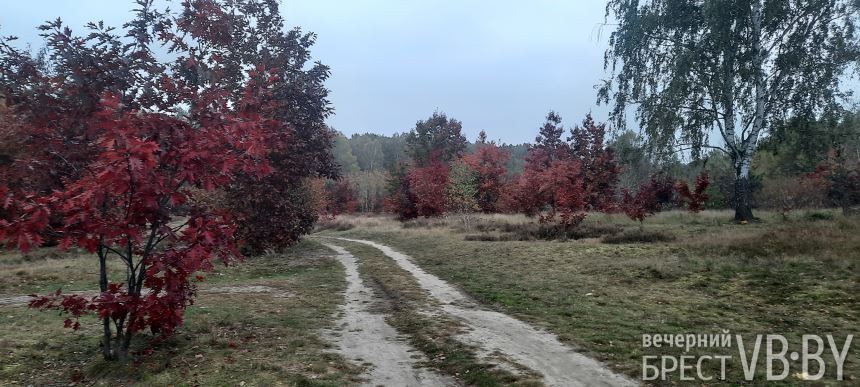 «Запретный» красный дуб благоухает по соседству с парком воинов-интернационалистов в Бресте