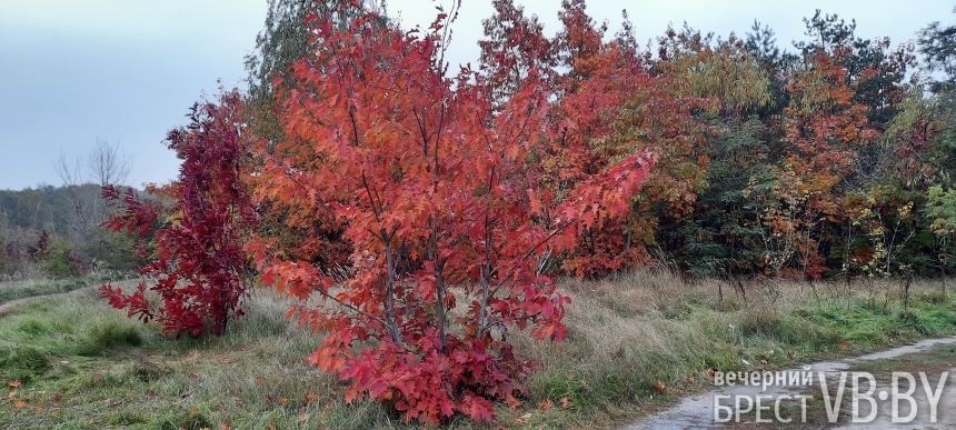 «Запретный» красный дуб благоухает по соседству с парком воинов-интернационалистов в Бресте