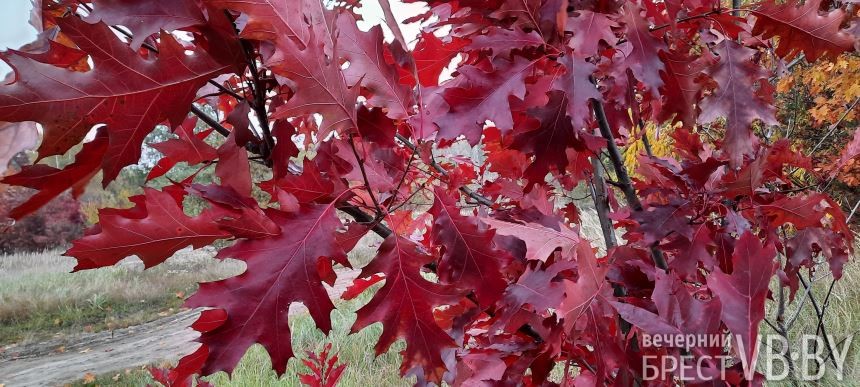 «Запретный» красный дуб благоухает по соседству с парком воинов-интернационалистов в Бресте