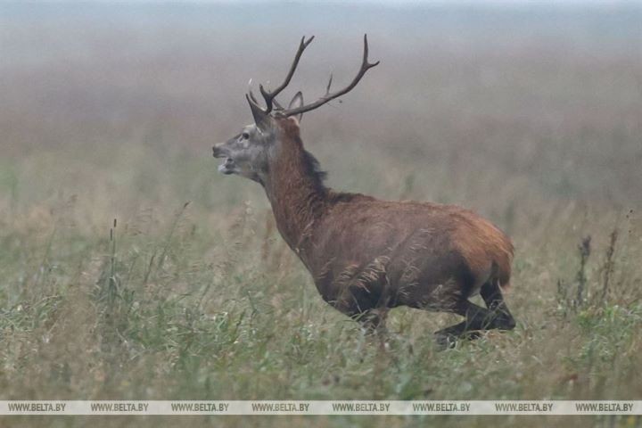 Загонная охота на копытных прошла 16 октября на территории национального парка «Беловежская пуща»