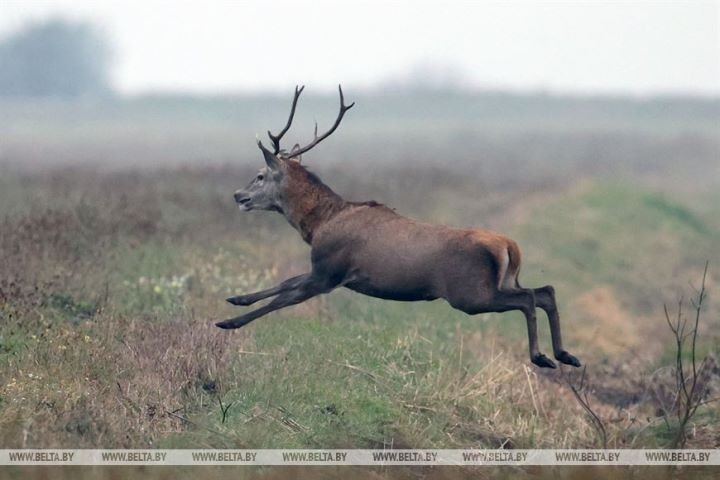 Загонная охота на копытных прошла 16 октября на территории национального парка «Беловежская пуща»