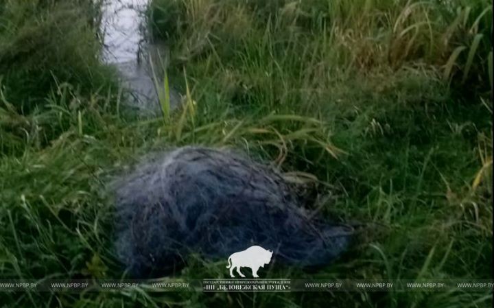 Брестчанин был пойман за незаконную рыбалку в Беловежской пуще