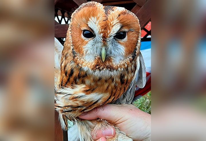 Серую неясыть впервые отловили на станции кольцевания «Ясельда»