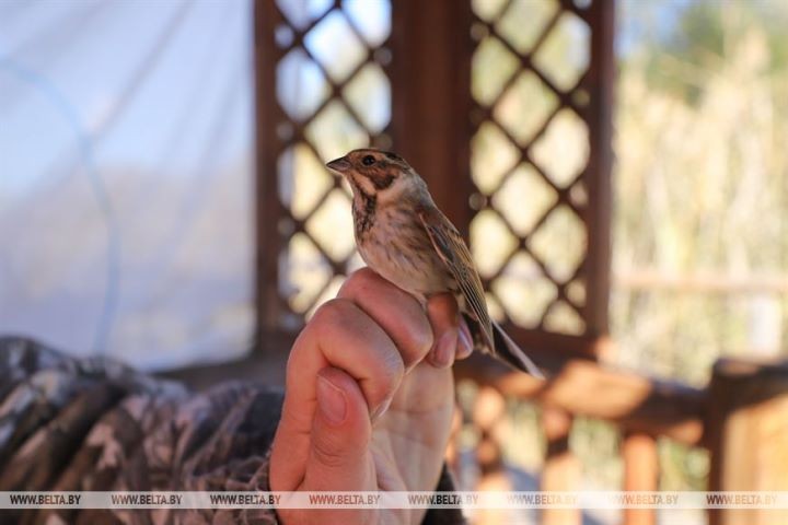 Серую неясыть впервые отловили на станции кольцевания «Ясельда»