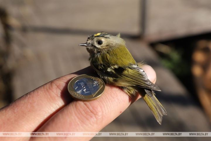 Серую неясыть впервые отловили на станции кольцевания «Ясельда»