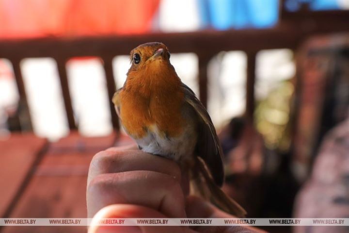 Серую неясыть впервые отловили на станции кольцевания «Ясельда»