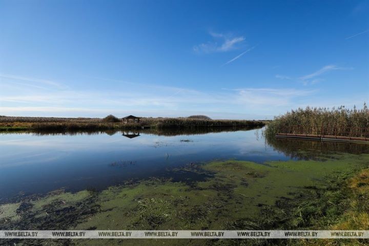 Серую неясыть впервые отловили на станции кольцевания «Ясельда»