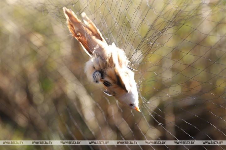 Серую неясыть впервые отловили на станции кольцевания «Ясельда»