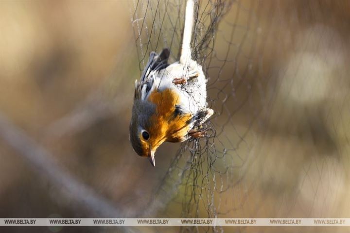 Серую неясыть впервые отловили на станции кольцевания «Ясельда»