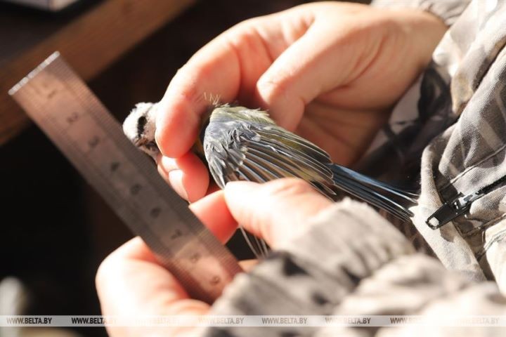 Серую неясыть впервые отловили на станции кольцевания «Ясельда»