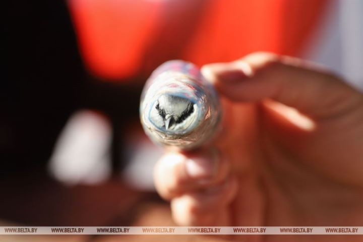 Серую неясыть впервые отловили на станции кольцевания «Ясельда»