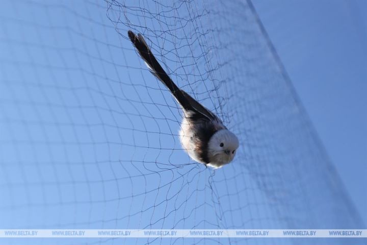 Серую неясыть впервые отловили на станции кольцевания «Ясельда»