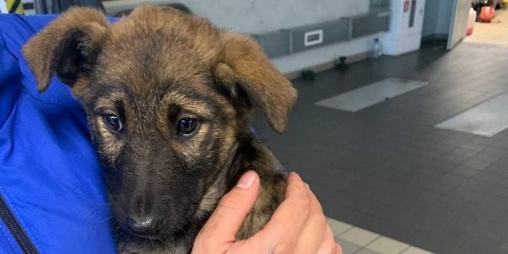 Щенок проделал путь на автовозе из Казахстана в Минск