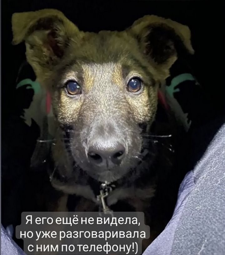 Щенок проделал путь на автовозе из Казахстана в Минск