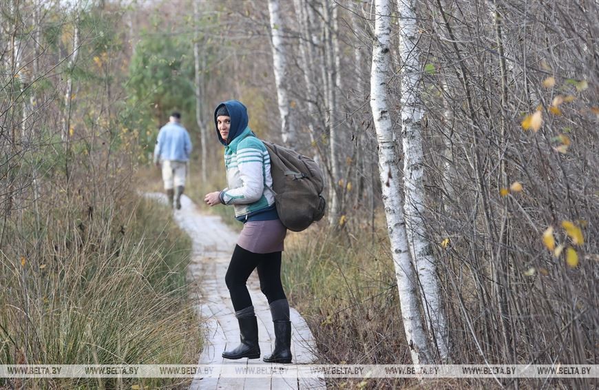 В Брессткой области начался сбор клюквы в крупнейшем хозяйстве Европы